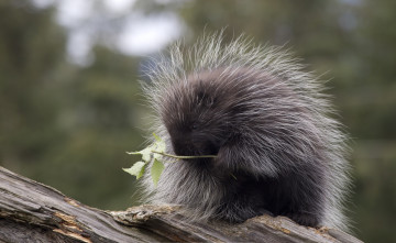 Картинка животные дикобразы североамериканский бревно дикобраз ветка