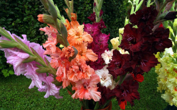 Картинка цветы гладиолусы белый сиреневый персиковый бордо букет разноцветный