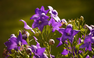 Картинка цветы колокольчики