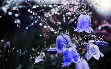 Картинка цветы колокольчики синий капли боке