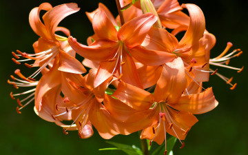 Картинка цветы лилии +лилейники