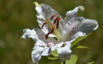 Картинка цветы лилии +лилейники лилия лепестки тычинки макро