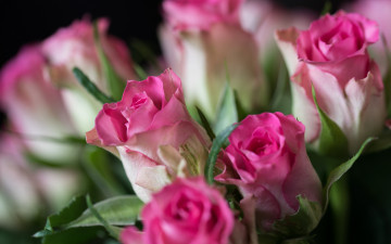 Картинка цветы розы бутоны букет боке