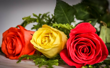 Картинка цветы розы бутоны трио