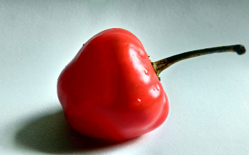 Картинка еда перец макро красный
