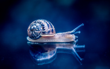 Картинка животные улитки макро улитка фон отражение