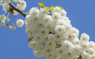 Картинка цветы сакура +вишня цветки фон ветка макро цветение