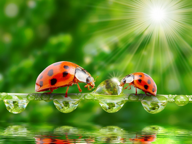 Обои картинки фото животные, божьи коровки, лучи, солнца, природа, зелень, вода, капли, травинка, божьи, коровки