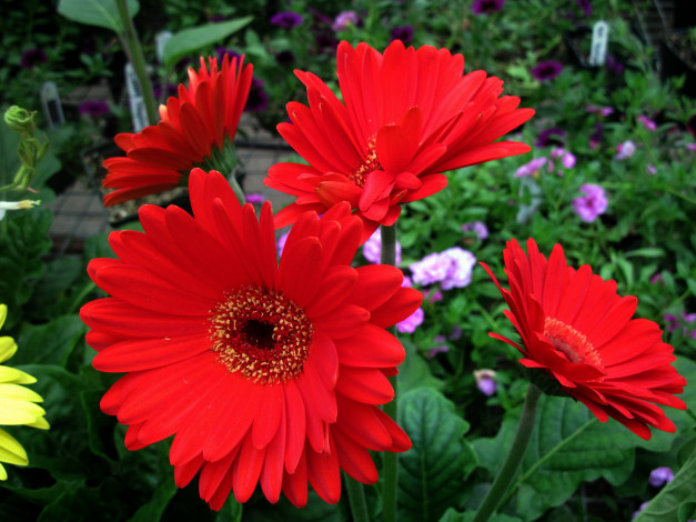 Обои картинки фото цветы, герберы, алый