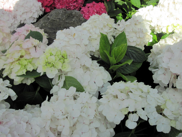 Обои картинки фото цветы, гортензия, белый