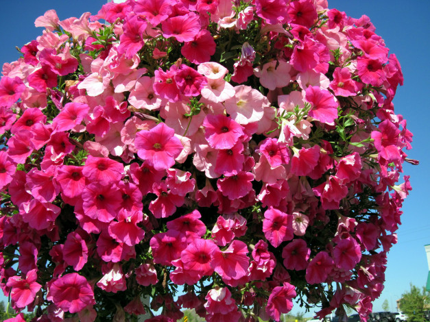 Обои картинки фото цветы, петунии,  калибрахоа, сурфиния