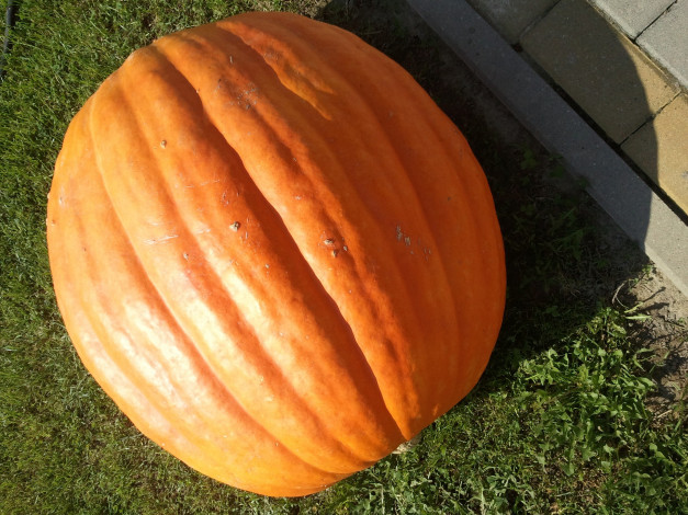 Обои картинки фото еда, тыква, оранжевая, огромная
