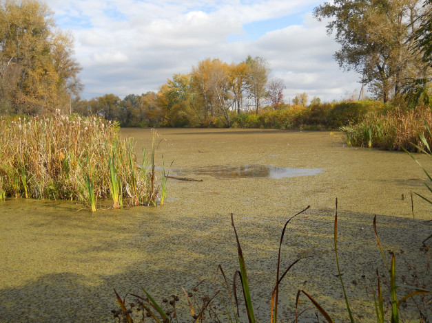 Обои картинки фото троещина в киеве, природа, реки, озера, залив, киев, осень, троещина