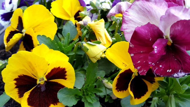 Обои картинки фото цветы, анютины глазки , садовые фиалки, разноцветные