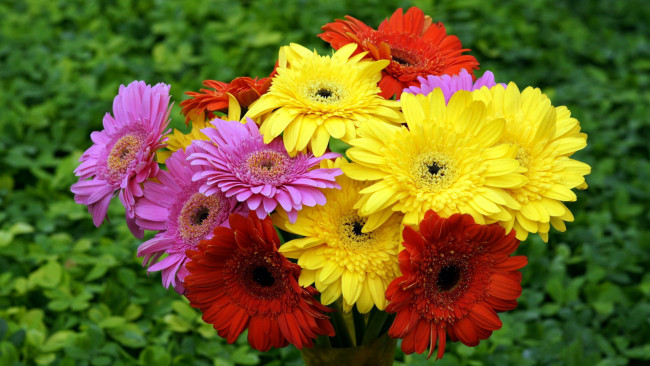 Обои картинки фото цветы, герберы, розовый, красный, желтый, букет