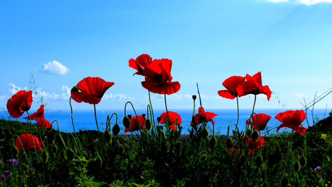 Обои картинки фото цветы, маки, море, небо, горы