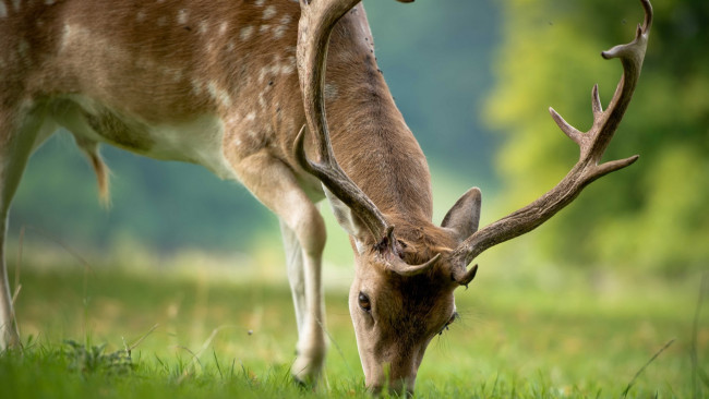 Обои картинки фото животные, олени, олень