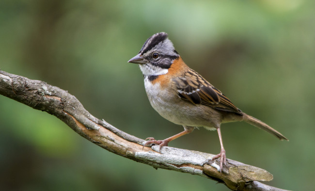 Обои картинки фото животные, птицы, птичка