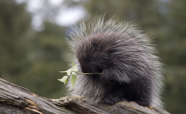 Обои картинки фото животные, дикобразы, североамериканский, бревно, дикобраз, ветка