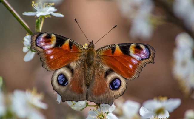 Обои картинки фото животные, бабочки,  мотыльки,  моли, бабочка