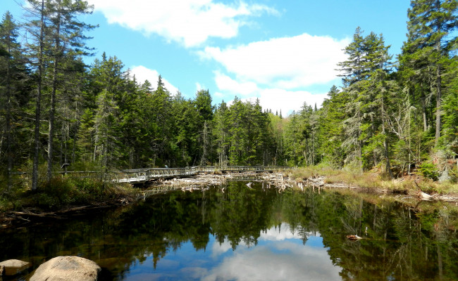 Обои картинки фото природа, реки, озера, река, лес