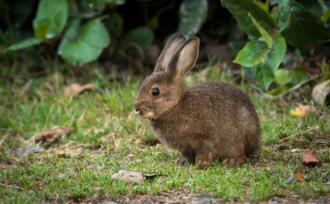 Обои картинки фото животные, кролики,  зайцы, зайчик