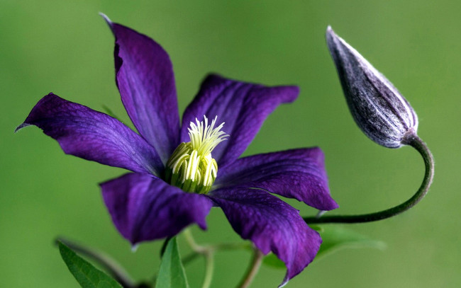 Обои картинки фото цветы, клематис , ломонос, лиловый, макро, бутон