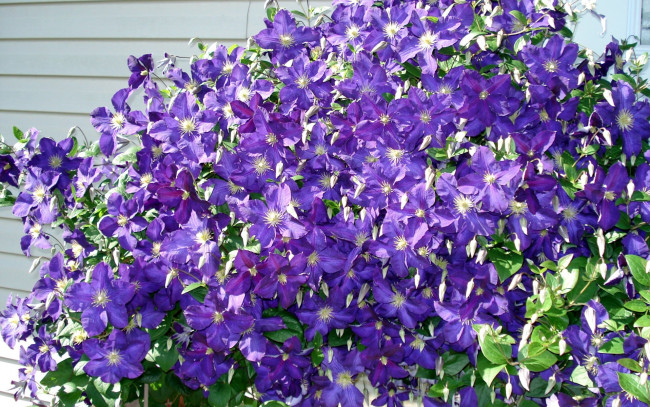 Обои картинки фото цветы, клематис , ломонос, лиловый, много