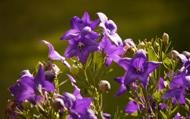 Обои картинки фото цветы, колокольчики