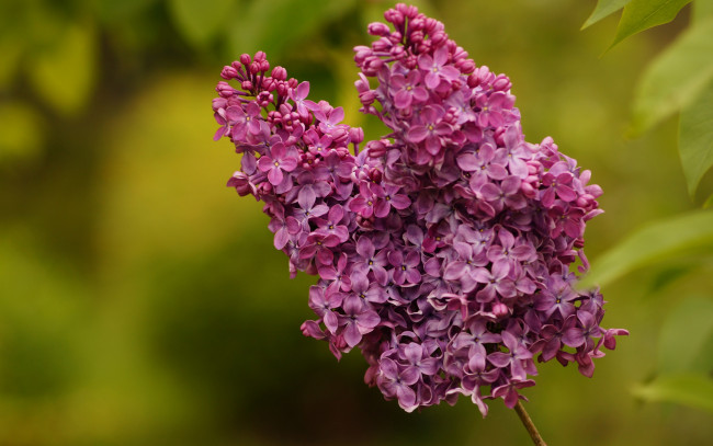 Обои картинки фото цветы, сирень