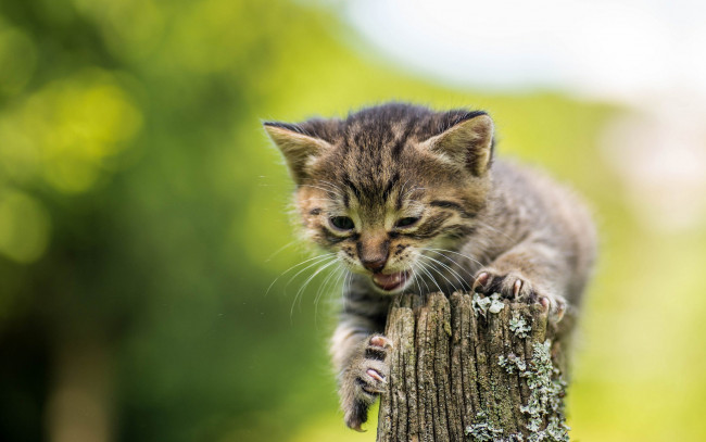 Обои картинки фото животные, коты, котёнок, малыш, пискля, боке