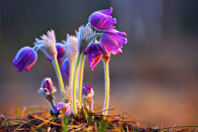 Обои картинки фото цветы, анемоны,  сон-трава, первоцветы