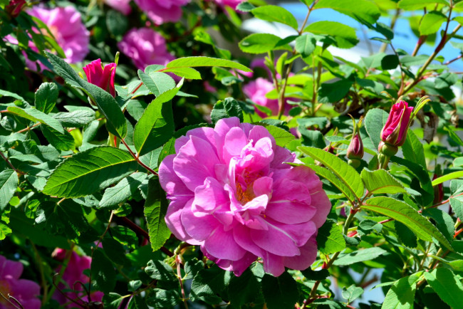 Обои картинки фото цветы, розы, розовый, бутоны