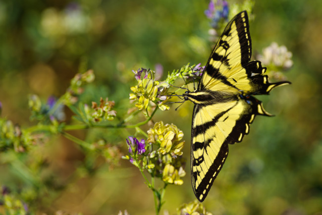 Обои картинки фото животные, бабочки,  мотыльки,  моли, бабочка