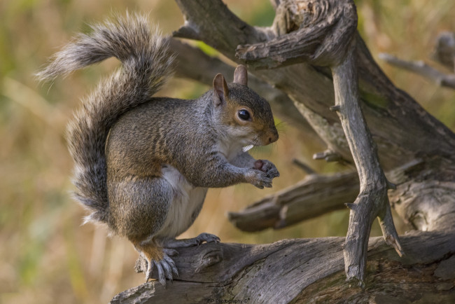 Обои картинки фото животные, белки, белка