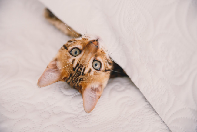 Обои картинки фото животные, коты, глаза, котенок, взгляд