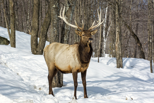 Обои картинки фото животные, олени, олень, рога