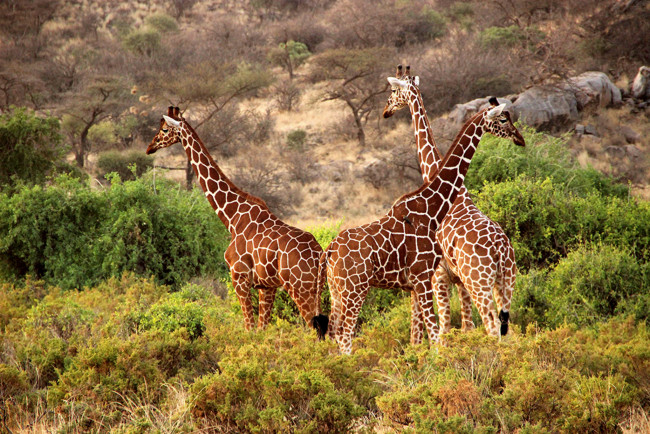 Обои картинки фото животные, жирафы, саванна