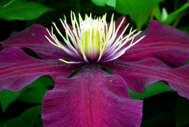 Обои картинки фото цветы, клематис , ломонос, макро