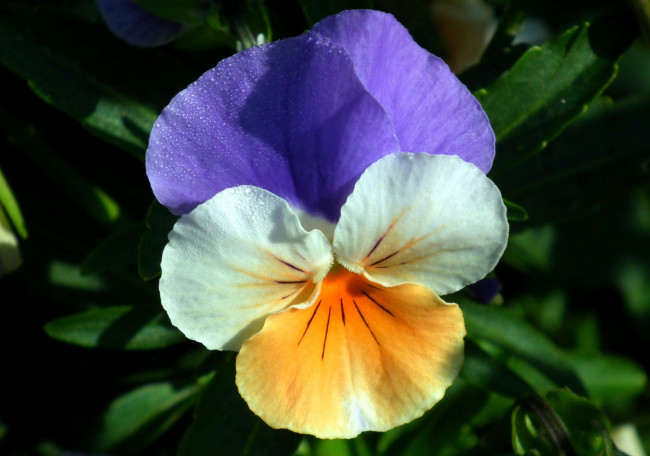 Обои картинки фото цветы, анютины глазки , садовые фиалки, капли, макро, одиночка