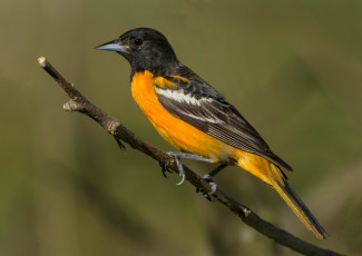 Картинка животные птицы птичка