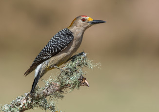 Картинка животные дятлы птичка
