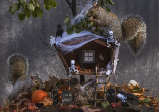 Картинка праздничные хэллоуин листья скелетики тыква хеллоуин птичка избушка осень белки