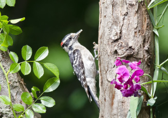 Картинка животные дятлы птичка