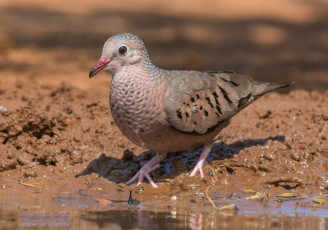 Картинка животные голуби птичка
