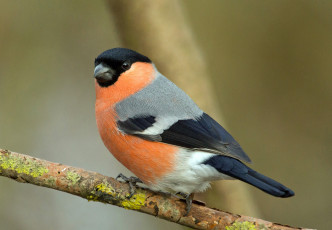 Картинка животные снегири птичка