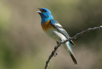 Картинка животные птицы птичка