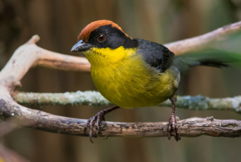 Картинка животные птицы птичка