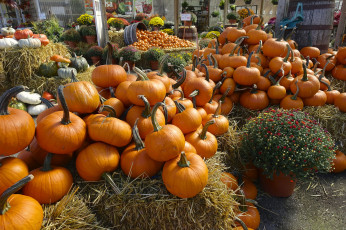 Картинка еда тыква снедь