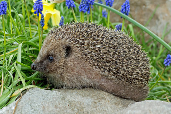 Картинка животные ежи ежик